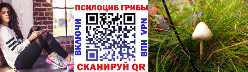 blacksprut tor  хочу   Армавир  Псилоцибиновые грибы прущие грибы 